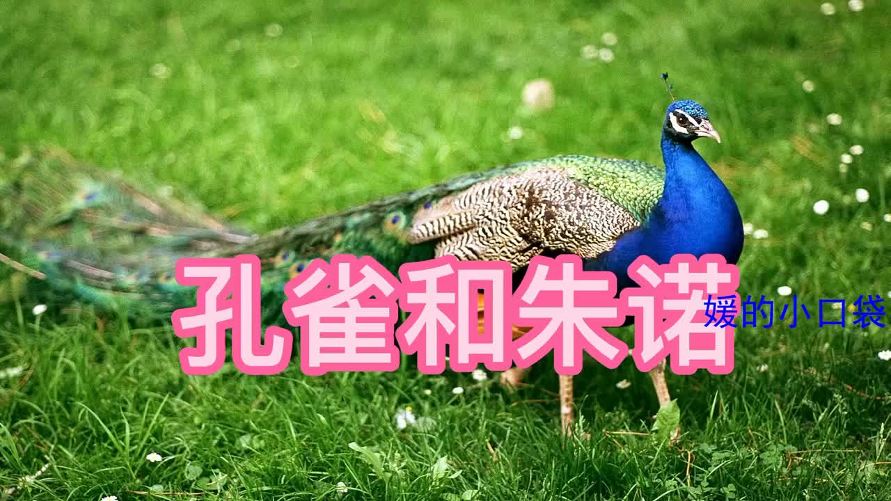 儿童英语故事阅读 伊索寓言 孔雀和朱诺 儿童英语故事阅读 伊索寓言 孔雀和朱诺
