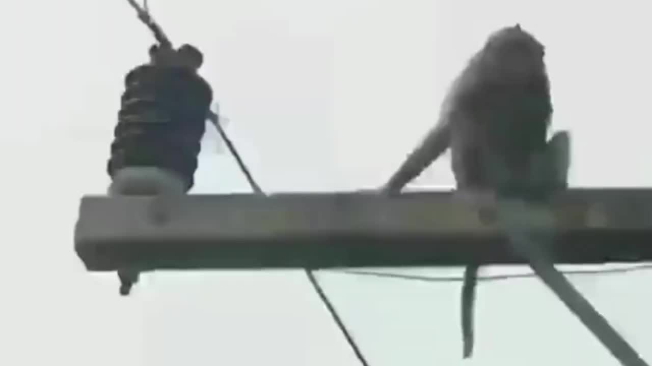 监控拍下猴子触电全过程,太可怕了!