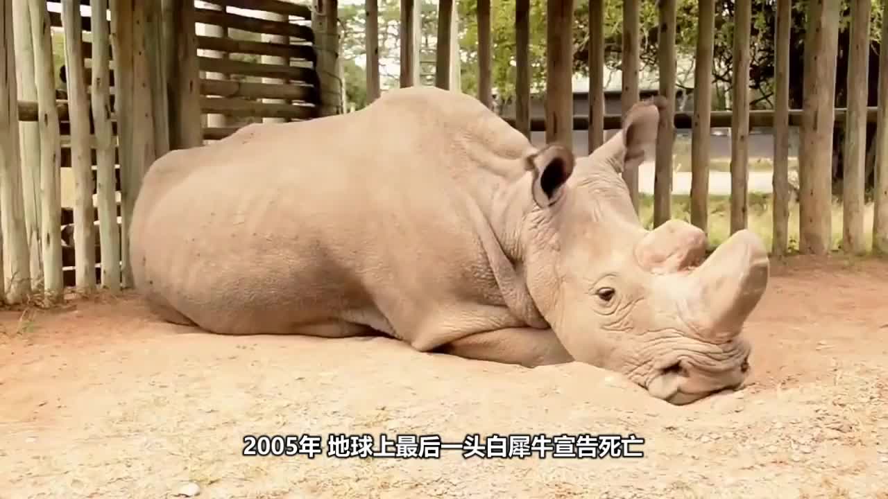 这种动物被认定灭绝,80年后又突然出现,这是什么情况?