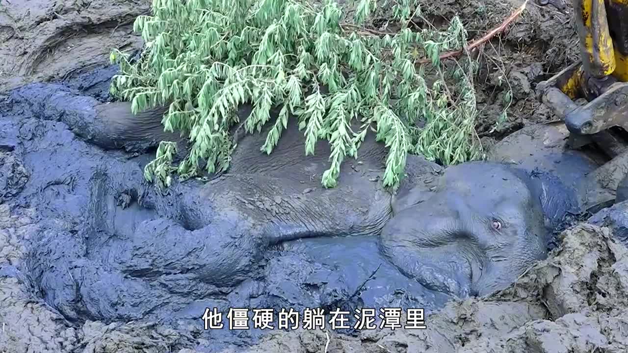 大象深陷泥潭苦苦挣扎,救助人员费尽心思将其救出,超给力