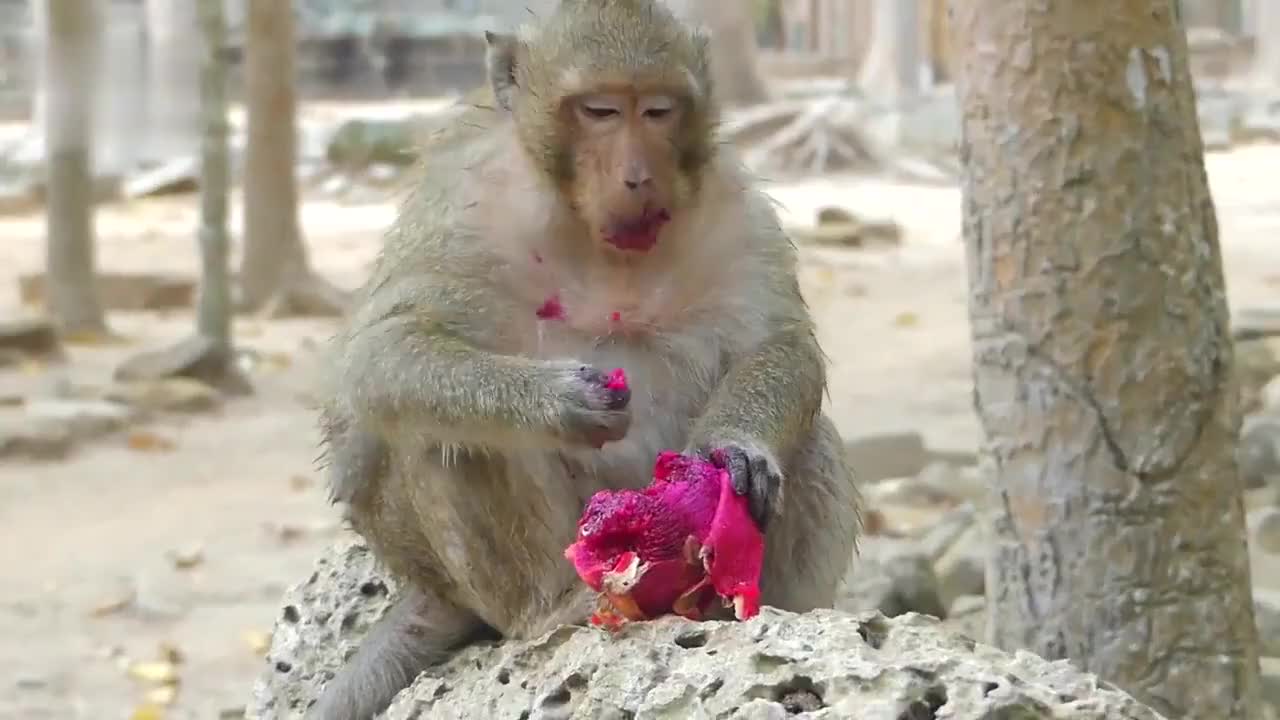 谢谢摄影师送来的火龙果,猴子吃火龙果嘴巴被染成红色