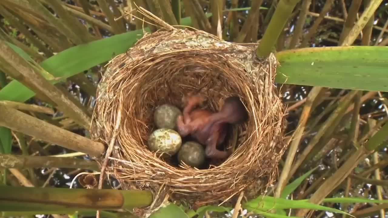 刚破壳的杜鹃幼鸟眼睛还没睁开就开始谋杀同窝的幼鸟