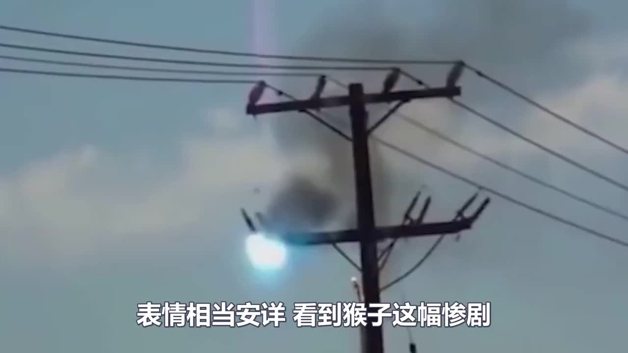 猴子把电线杆当玩物结果活活被电死