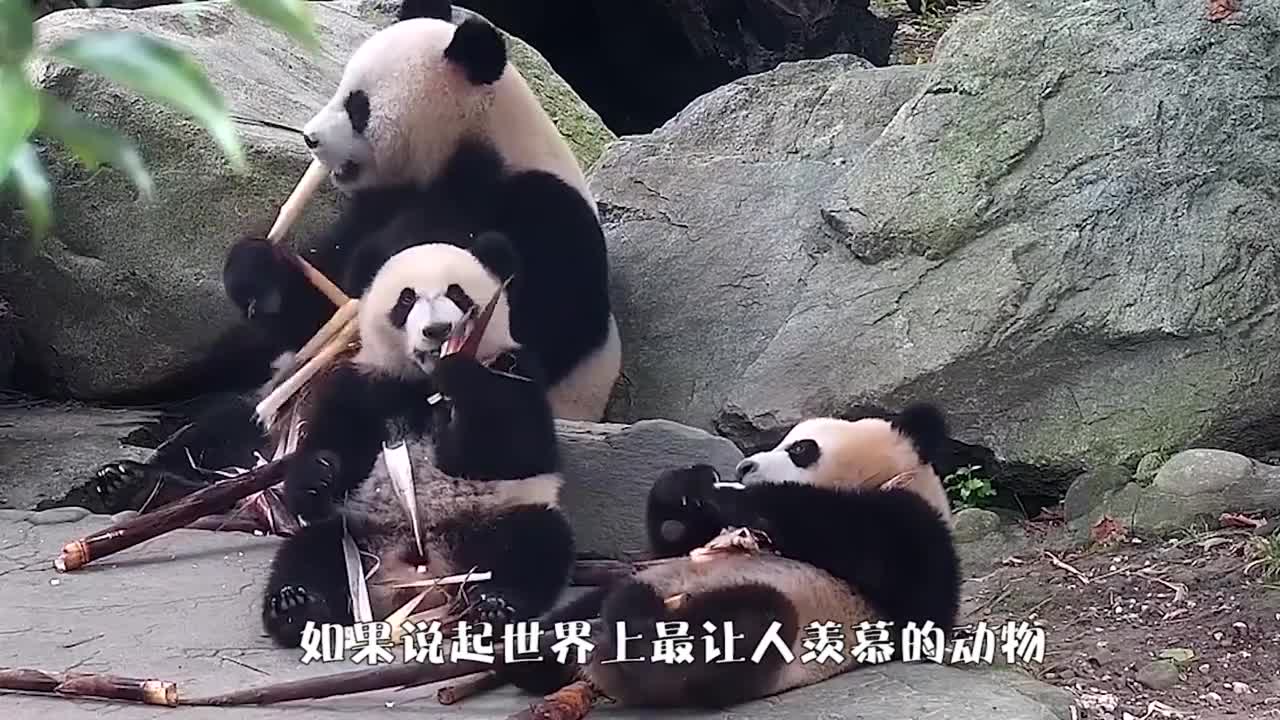 大熊猫一家三口比赛吃竹笋没想到这么好玩看一次笑一次