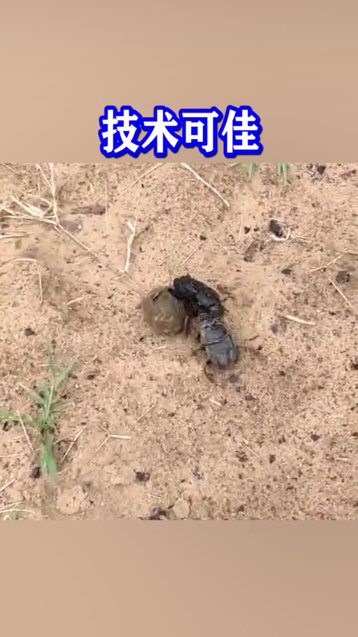 屎壳郎控球，这技术真心溜啊