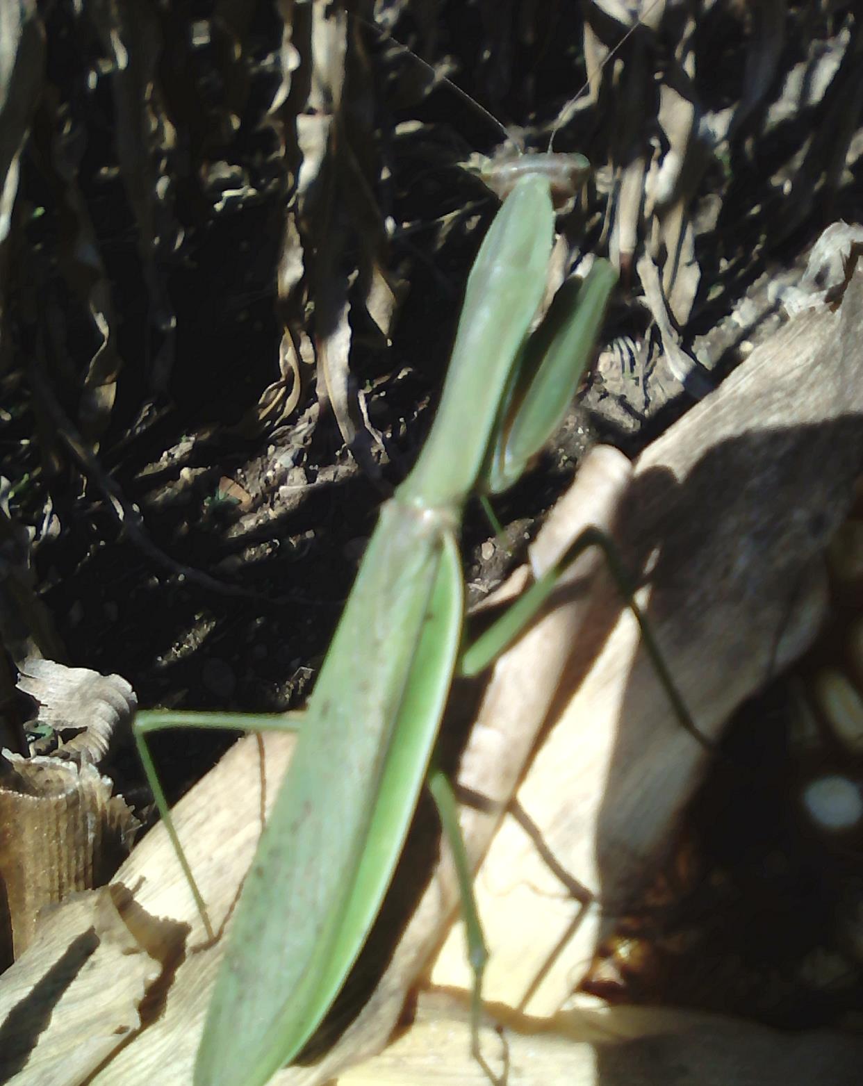 苞米棒子上的螳螂大侠