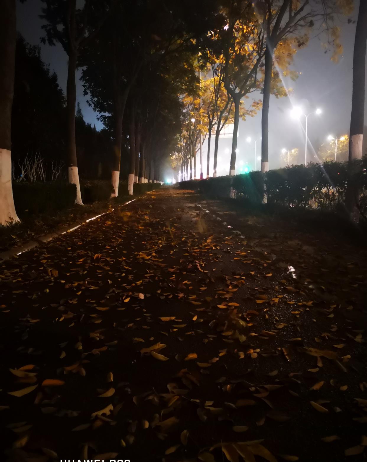 晚风在线落叶舞