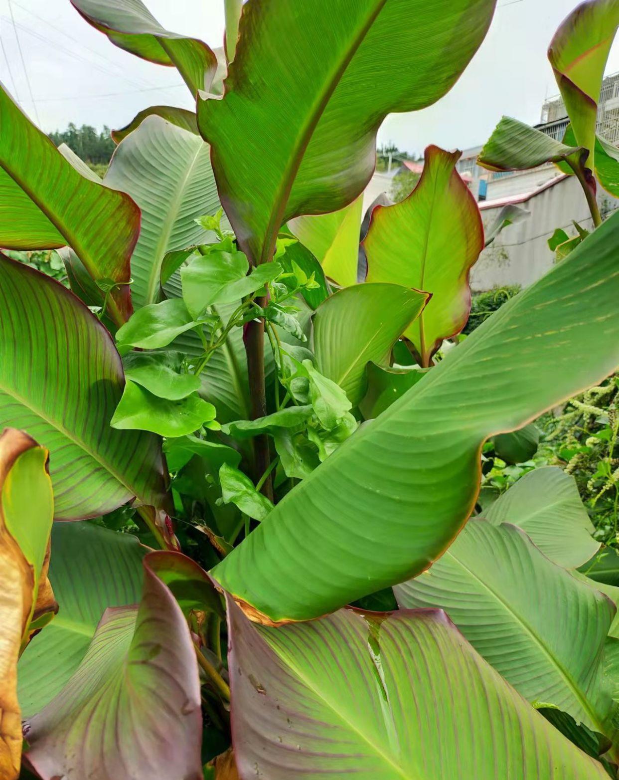 农田里的芭蕉芋以前喂猪现在人吃已经很少见了