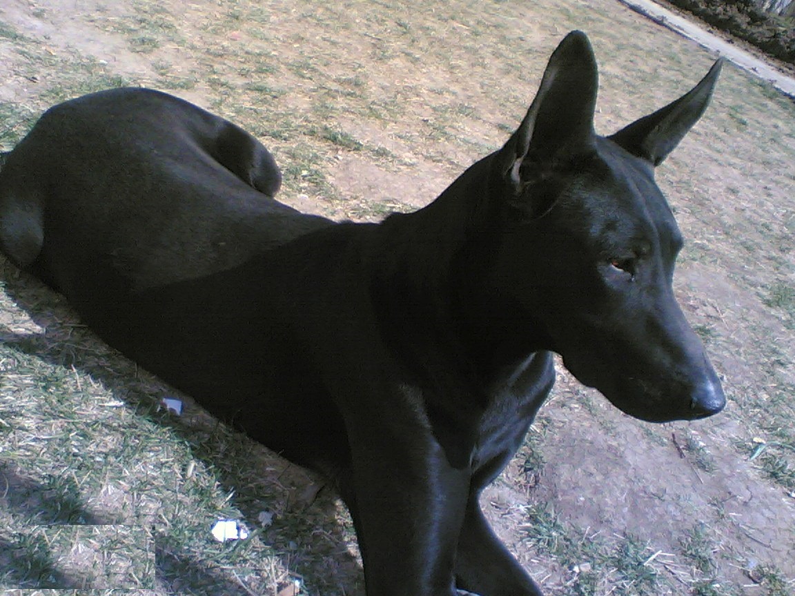 黑狼犬,威武帅气,英勇善战,堪称国产犬中的"战神"