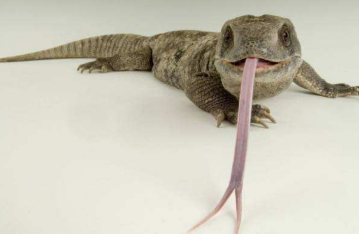 大舌头|舌头|蜥蜴_新浪新闻