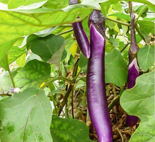 买茄子时,挑直的还是挑弯的,记住这3点,再买不吃亏|茄子|长茄|红茄