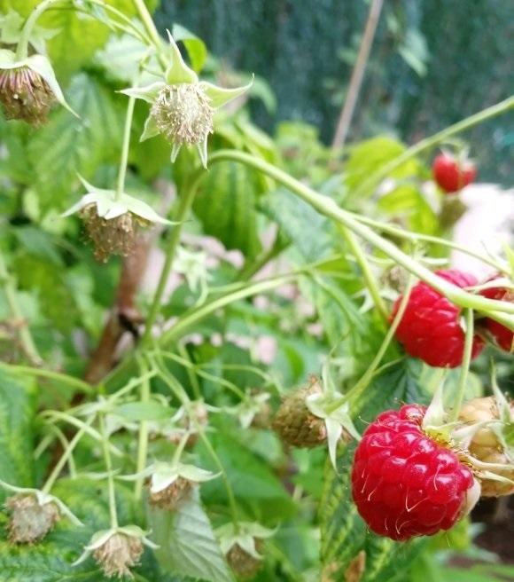 尖刺,生长在我国的南方,对温度有很高的要求,冬天怕低温,刺莓果株形小