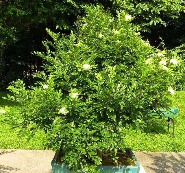 大家好,今天给大家介绍这款花卉叫九里香.