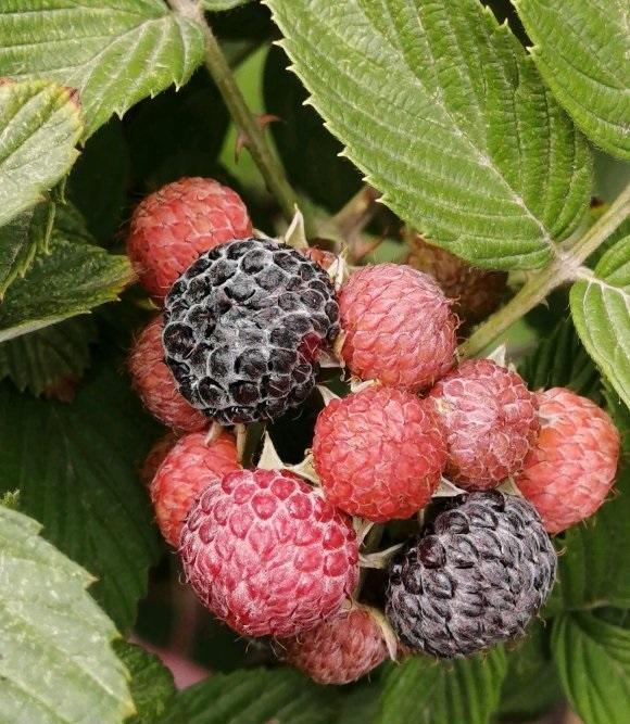 这两种果子都是中药药材,很适合小孩子吃,尤其是刺莓果,酸酸的刺莓果