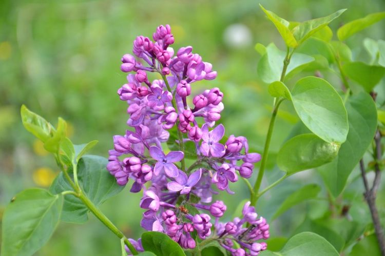 4月上旬，桃花缠身，喜鹊枝头叫不停，拥抱爱情的3大星座