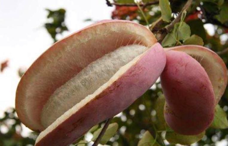 这种果子被称为"肾"果,农村很多人都不舍得吃,城市里能卖高价