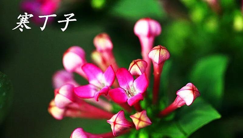 寒丁子简介 栽培要则 附图 寒丁子简介 栽培要则 附图