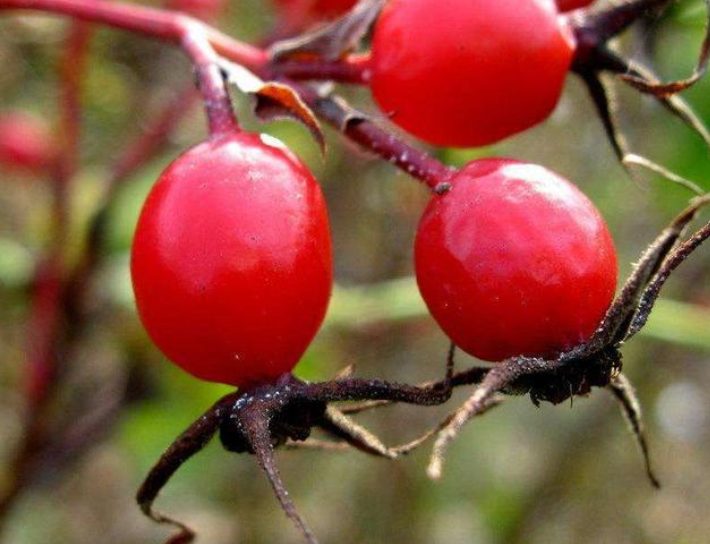 草丛里一种野果子,曾是美味零食,如今不多见,20元一斤|刺玫果|草丛