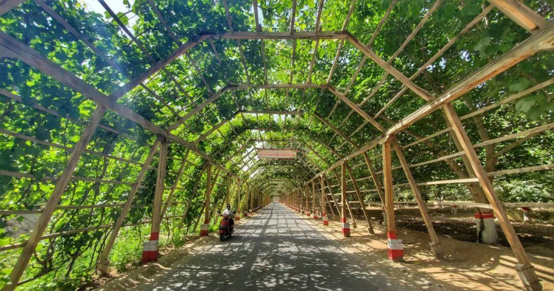 线上云赏和田美丽风光千里葡萄长廊