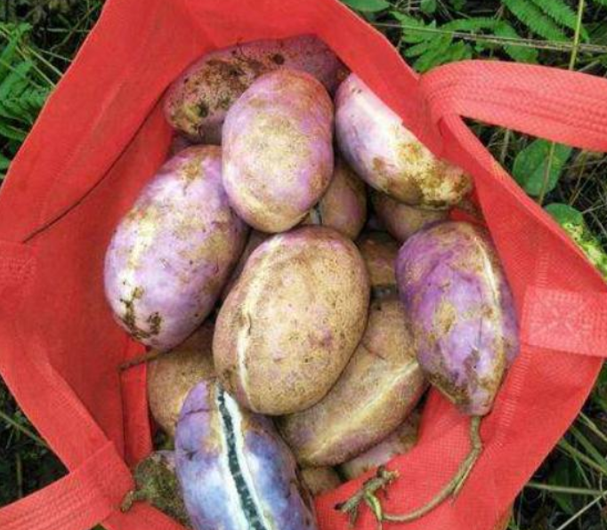 人称肾果是农村娃美味零食如今野生不多30元一斤