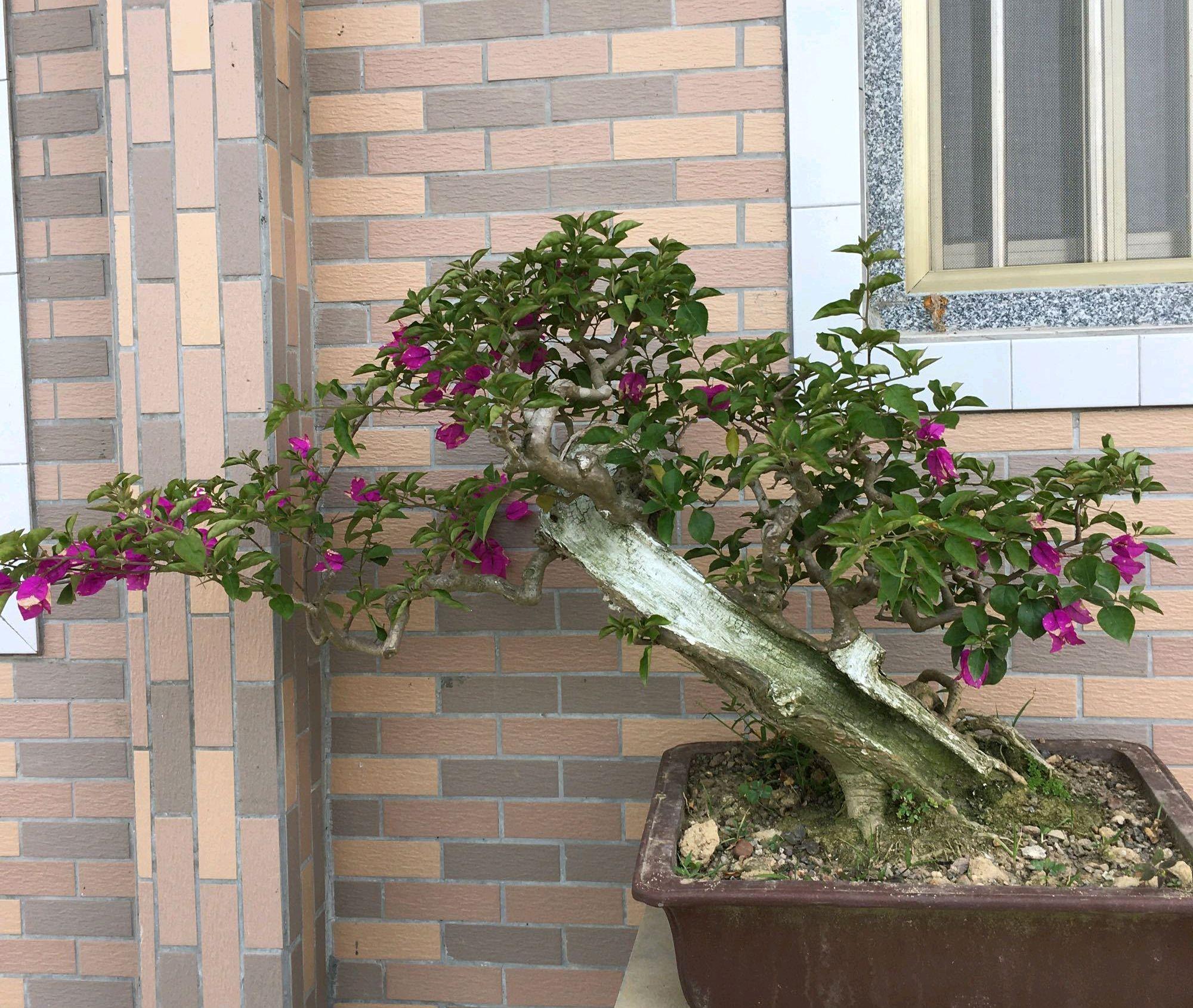 最好是半个月上下浇一次4让三角梅变为老桩,养成好看造型设计,除开