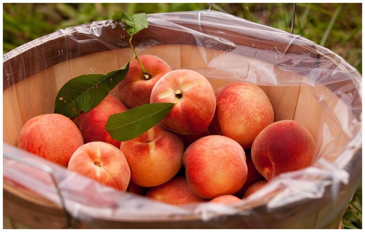 儿童采摘和吃桃子从果树 库存照片. 图片 包括有 生物, 果子, 从事园艺, 婴孩, 意大利, 新鲜, 少许 - 87890318