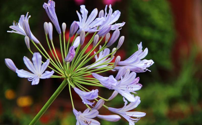 此花花形秀丽,是充满着神秘和浪漫色彩的爱情之花|花形|百子莲|爱情