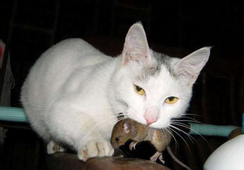 你知道为什么猫这么喜欢抓老鼠吃吗?猫:我也没办法了啊