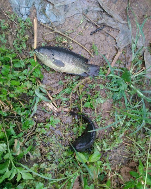 鱼在马路"行走",暴雨后广州街头现奇观,这些鱼来自海中?