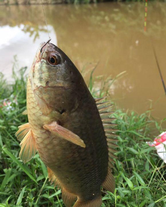 鱼在马路"行走",暴雨后广州街头现奇观,这些鱼来自海中?