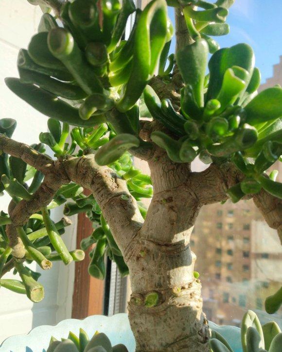 吸财树不能用颗粒土养想要长的高大威猛必须要用泥炭土