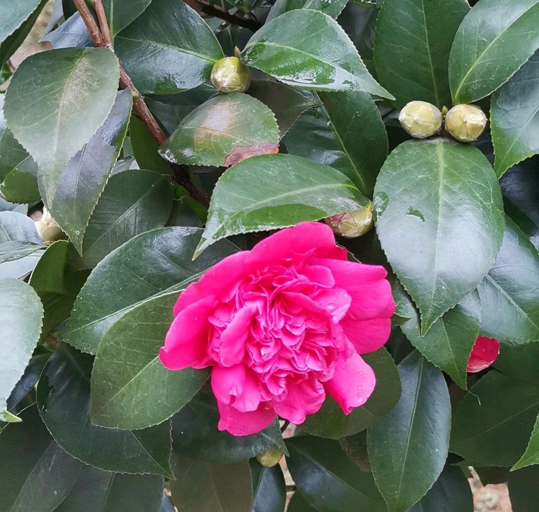 茶花不长新叶怎么办