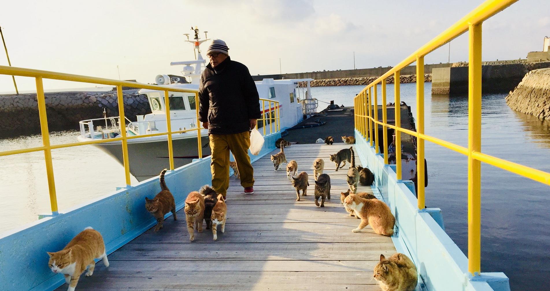 日本猫岛数量达5万多只吃光岛上老鼠还自学会下海捕鱼