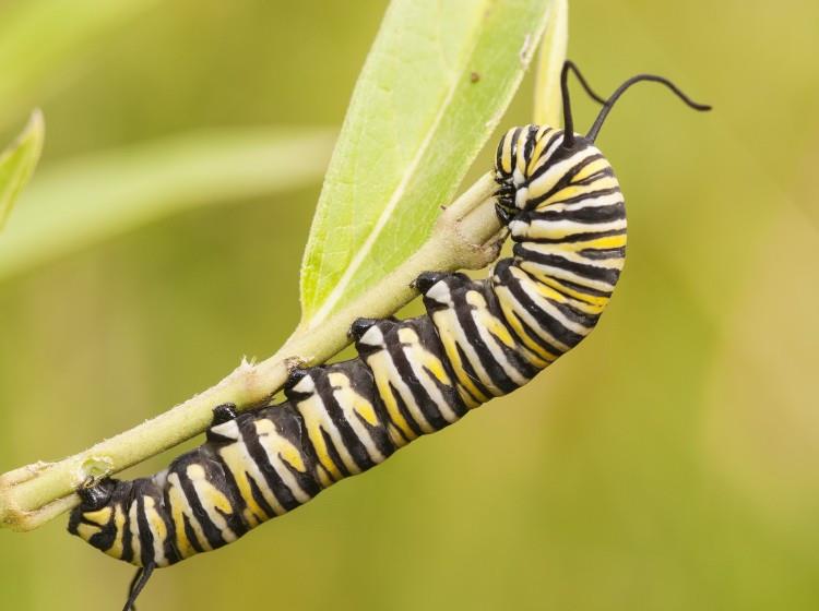 蠕动的毛毛虫铁面孔目协助拍摄