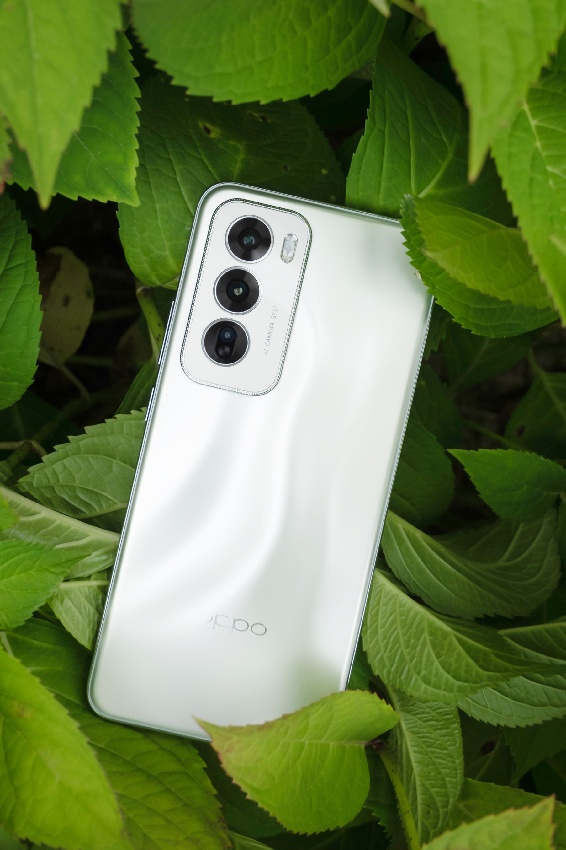 oppo reno12到手,手机美照走一波