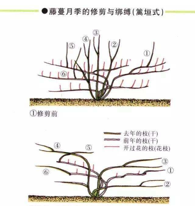 藤本月季牵引图解图片