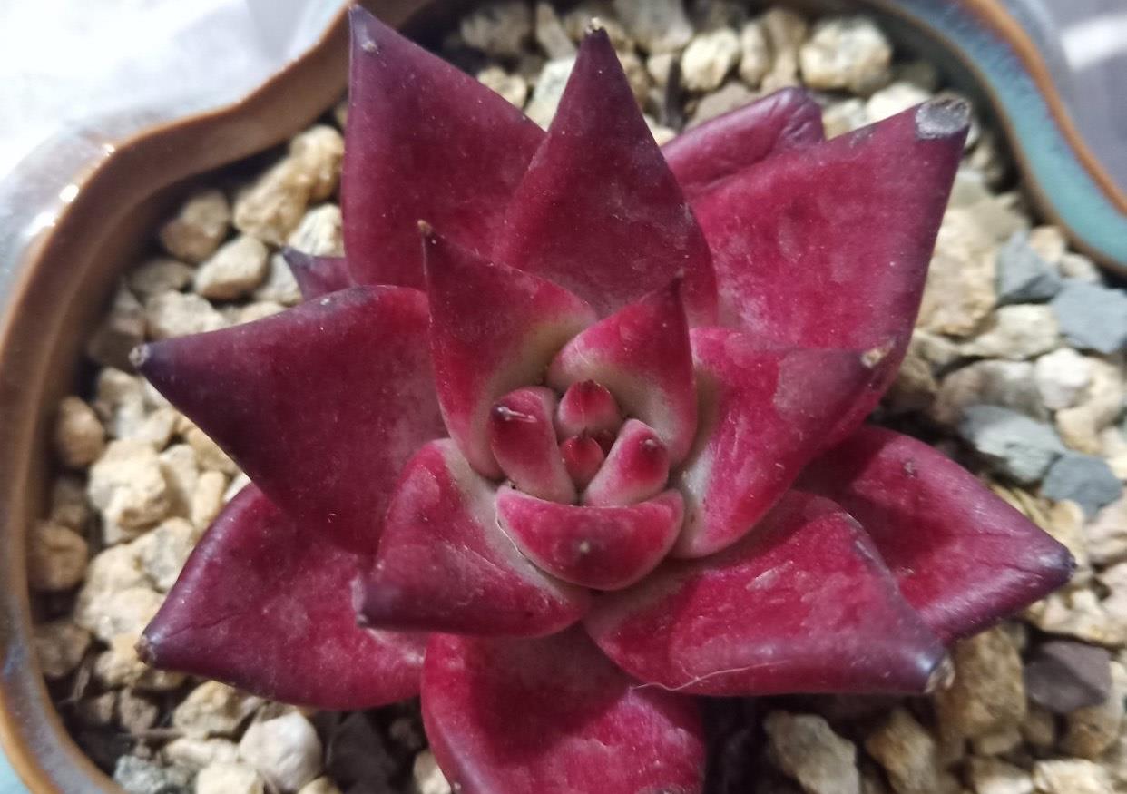 红得发紫的多肉罗宾做好3点去精养远离黑腐养出娇艳红