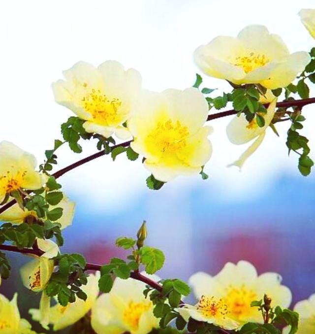 双子座此生棠棣开荼蘼三遍荣华不如你