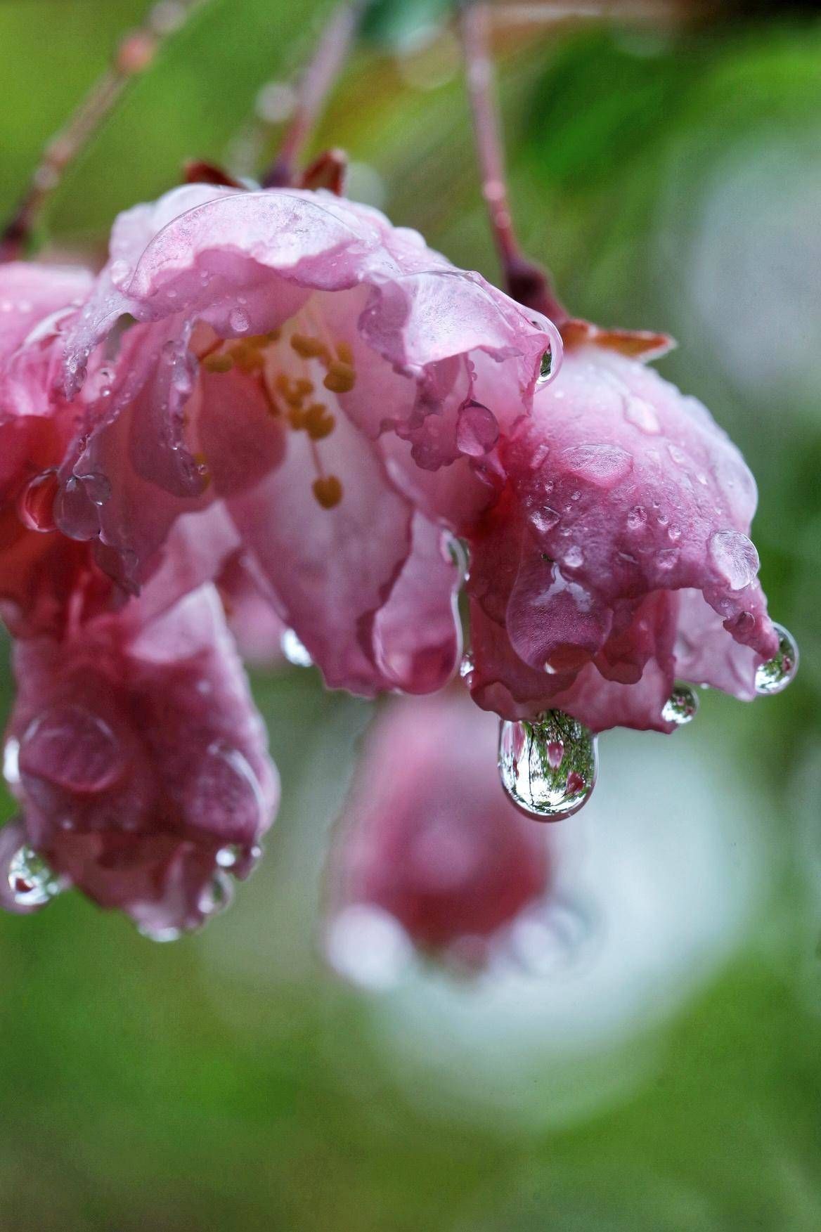 花卉春雨的图片大全图片