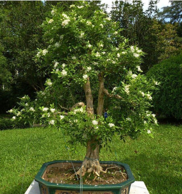 家里种上一棵,花开香味扑鼻,清新优雅,而且净化空气