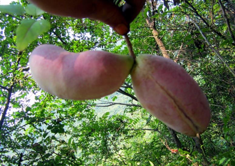 这种果子被称为"肾"果,农村很多人都不舍得吃,城市里能卖高价