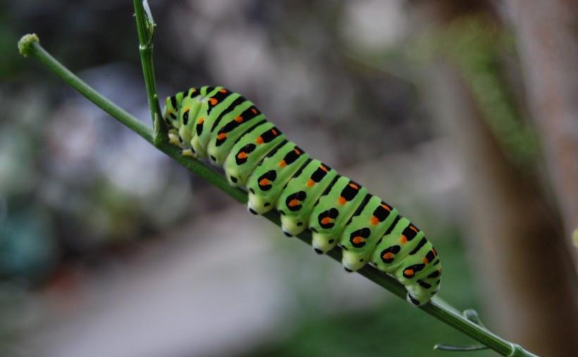 蠕动的毛毛虫铁面孔目协助拍摄