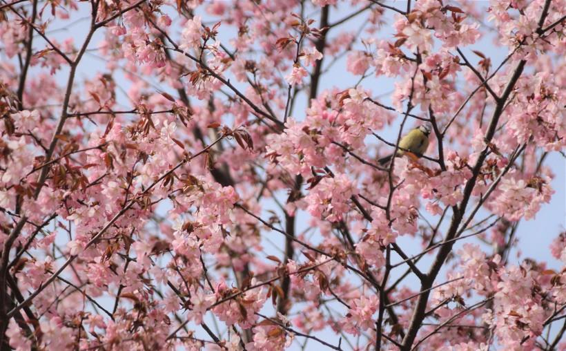 《盛开似锦的樱花》九尾龟-协助拍摄