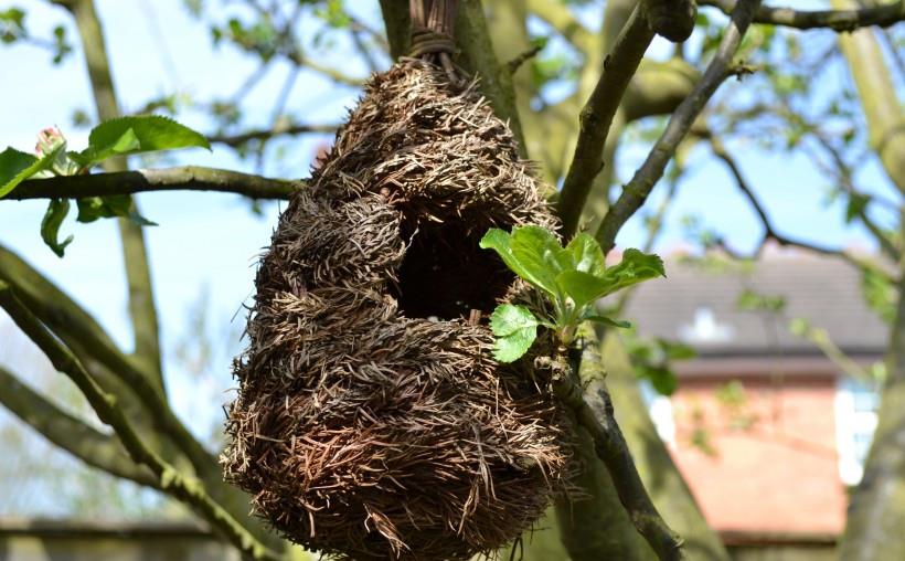 《小鸟的家可爱的鸟巢》小旋风-协助拍摄