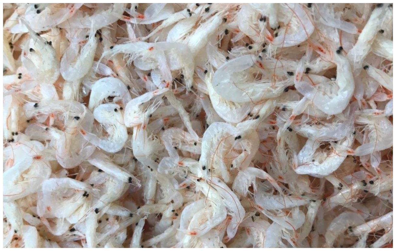 菲律宾工作技术岗选择与运营技巧 如何实现月入高薪和合理岗位选择