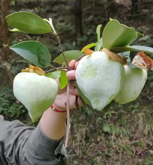 农村山里的野果,要吃的得赶紧,错过了就要等一年!