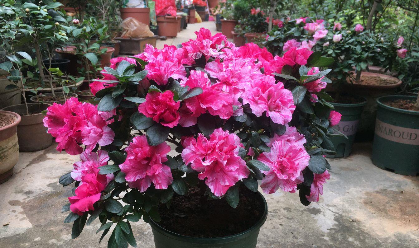 冬季爱养花,就养一盆四季杜鹃,冬季能开花