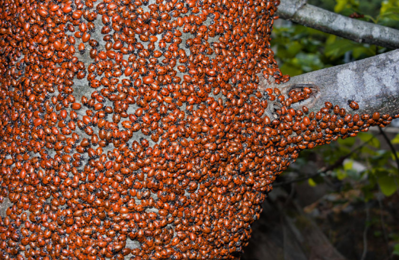 都为之虎躯一震,这根本就不是什么红豆,而是虫子,密密麻麻的都是瓢虫