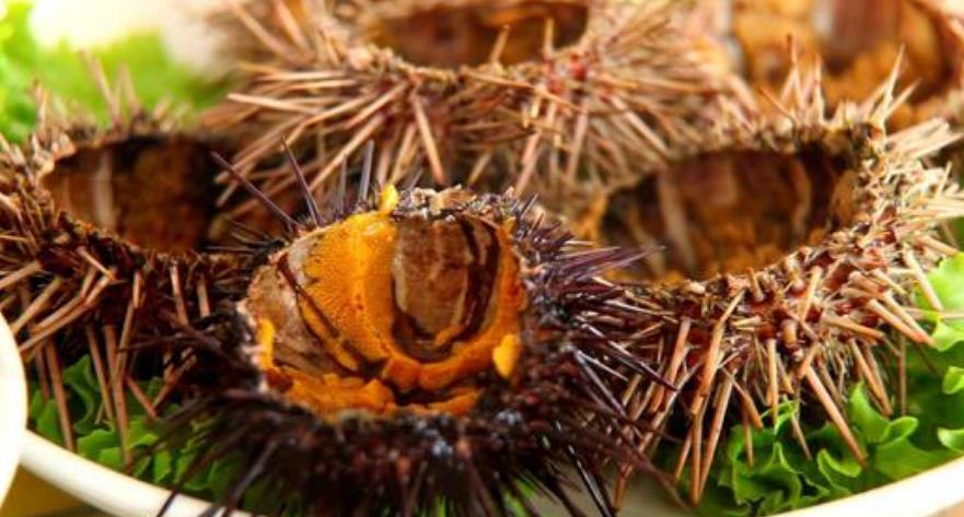 女子沙滩游玩发现一块长满毛的马铃薯下一秒毛居然动了