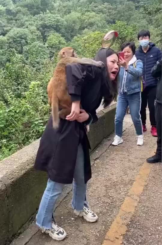 峨眉山的猴子有多嚣张眼前这一幕看得我尴尬症都犯了